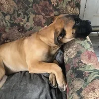 Pennie, a female Bullmastiff for sale in Columbia, TN – Photo 2 of 5