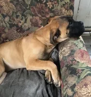 Pennie, a female Bullmastiff for sale in Columbia, TN – Photo 2 of 9