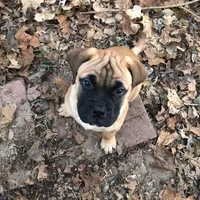 Pennie, a female Bullmastiff for sale in Columbia, TN – Photo 4 of 5