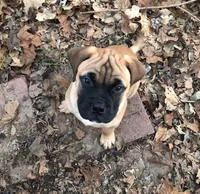 Pennie, a female Bullmastiff for sale in Columbia, TN – Photo 4 of 9