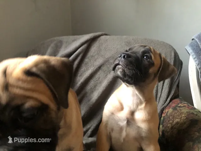 Tobee, a male Bullmastiff for sale in Columbia, TN – Photo 1 of 6