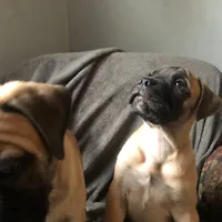 Tobee, a male Bullmastiff for sale in Columbia, TN – Photo 1 of 6