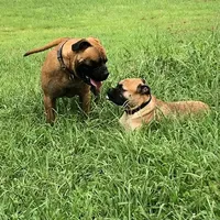 Tobee, a male Bullmastiff for sale in Columbia, TN – Photo 6 of 6