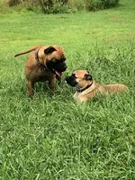 Tobee, a male Bullmastiff for sale in Columbia, TN – Photo 6 of 6