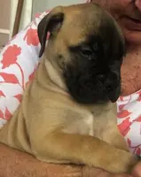 Tobee, a male Bullmastiff for sale in Columbia, TN – Photo 5 of 6