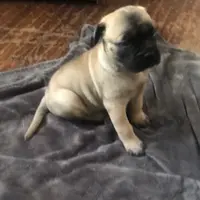 Tobee, a male Bullmastiff for sale in Columbia, TN – Photo 3 of 6