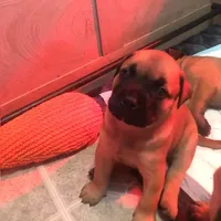 Tobee, a male Bullmastiff for sale in Columbia, TN – Photo 4 of 6