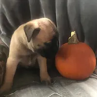 Tobee, a male Bullmastiff for sale in Columbia, TN – Photo 2 of 6