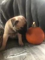 Tobee, a male Bullmastiff for sale in Columbia, TN – Photo 2 of 6