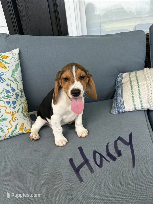 Harry – Beagle puppy for sale in Athens, GA