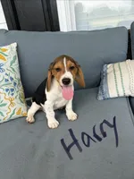 Harry, a male Beagle for sale in Athens, GA – 1 of 4