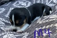 Apollo, a male Beagle for sale in Athens, GA – Photo 2 of 3