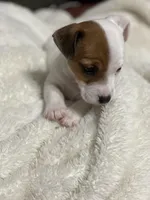 Murphy, a male Jack Russell Terrier for sale in Athens, GA – Photo 3 of 4