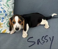 Sassy, a female Beagle for sale in Athens, GA – 4 of 7