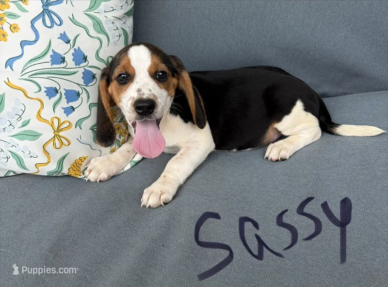 Sassy – Beagle puppy on hold in Athens, GA