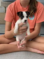 Jill, a female Jack Russell Terrier for sale in Athens, GA – Photo 1 of 2