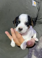 Jill, a female Jack Russell Terrier for sale in Athens, GA – Photo 2 of 2