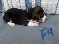 Sassy, a female Beagle for sale in Athens, GA – 4 of 5