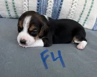 Sassy, a female Beagle for sale in Athens, GA – 3 of 5
