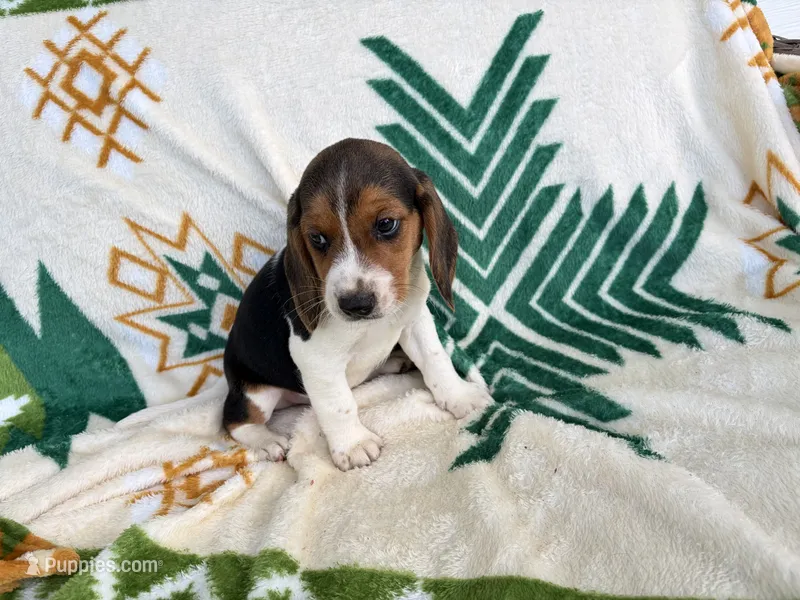 Hoss – Beagle puppy for sale in Athens, GA