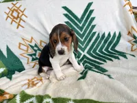 Hoss, a male Beagle for sale in Athens, GA – 1 of 3