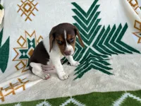 Hank, a male Beagle for sale in Athens, GA – 1 of 2