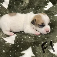 Jewel, a female Jack Russell Terrier for sale in Athens, GA – Photo 2 of 3