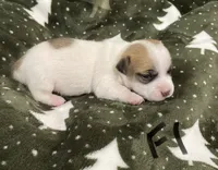 Jewel, a female Jack Russell Terrier for sale in Athens, GA – Photo 2 of 3