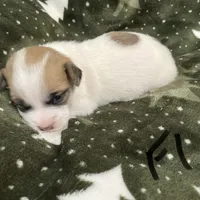 Jewel, a female Jack Russell Terrier for sale in Athens, GA – Photo 3 of 3