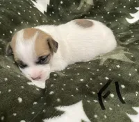 Jewel, a female Jack Russell Terrier for sale in Athens, GA – Photo 3 of 3