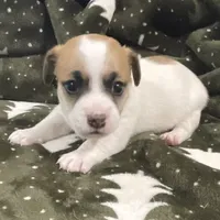 Jewel, a female Jack Russell Terrier for sale in Athens, GA – Photo 1 of 3