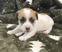 Jewel, a female Jack Russell Terrier for sale in Athens, GA – Photo 1 of 3