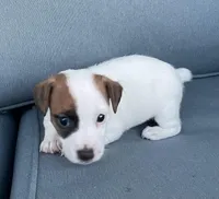 Sadie, a female Jack Russell Terrier for sale in Athens, GA – Photo 3 of 3