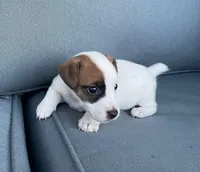 Sadie, a female Jack Russell Terrier for sale in Athens, GA – Photo 1 of 3