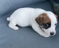 Sadie, a female Jack Russell Terrier for sale in Athens, GA – Photo 2 of 3