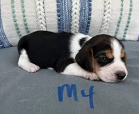 Ringo, a male Beagle for sale in Athens, GA – 1 of 3