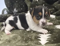 Lilly, a female Jack Russell Terrier for sale in Athens, GA – Photo 1 of 3