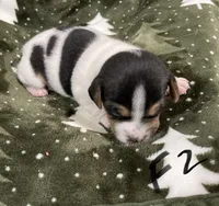 Lilly, a female Jack Russell Terrier for sale in Athens, GA – Photo 3 of 3