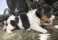 Lilly, a female Jack Russell Terrier for sale in Athens, GA – Photo 2 of 3