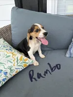 Rambo, a male Beagle for sale in Athens, GA – 3 of 4