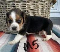 Ruckus, a male Beagle for sale in Athens, GA – Photo 1 of 4