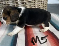 Ruckus, a male Beagle for sale in Athens, GA – Photo 2 of 4