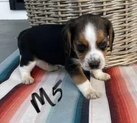 Ruckus, a male Beagle for sale in Athens, GA – Photo 4 of 4