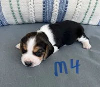 Ringo, a male Beagle for sale in Athens, GA – 3 of 3
