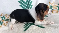 Remi, a male Beagle for sale in Athens, GA – 2 of 5