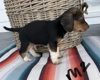 Ranger, a male Beagle for sale in Athens, GA – Photo 3 of 3