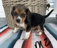 Ranger, a male Beagle for sale in Athens, GA – Photo 1 of 3