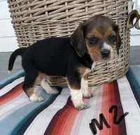 Ranger, a male Beagle for sale in Athens, GA – Photo 2 of 3