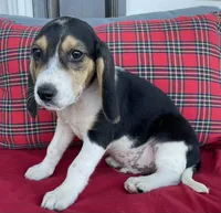 Pepper, a male Beagle for sale in Athens, GA – Photo 1 of 3