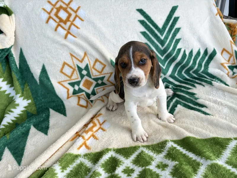 Harry – Beagle puppy for sale in Athens, GA